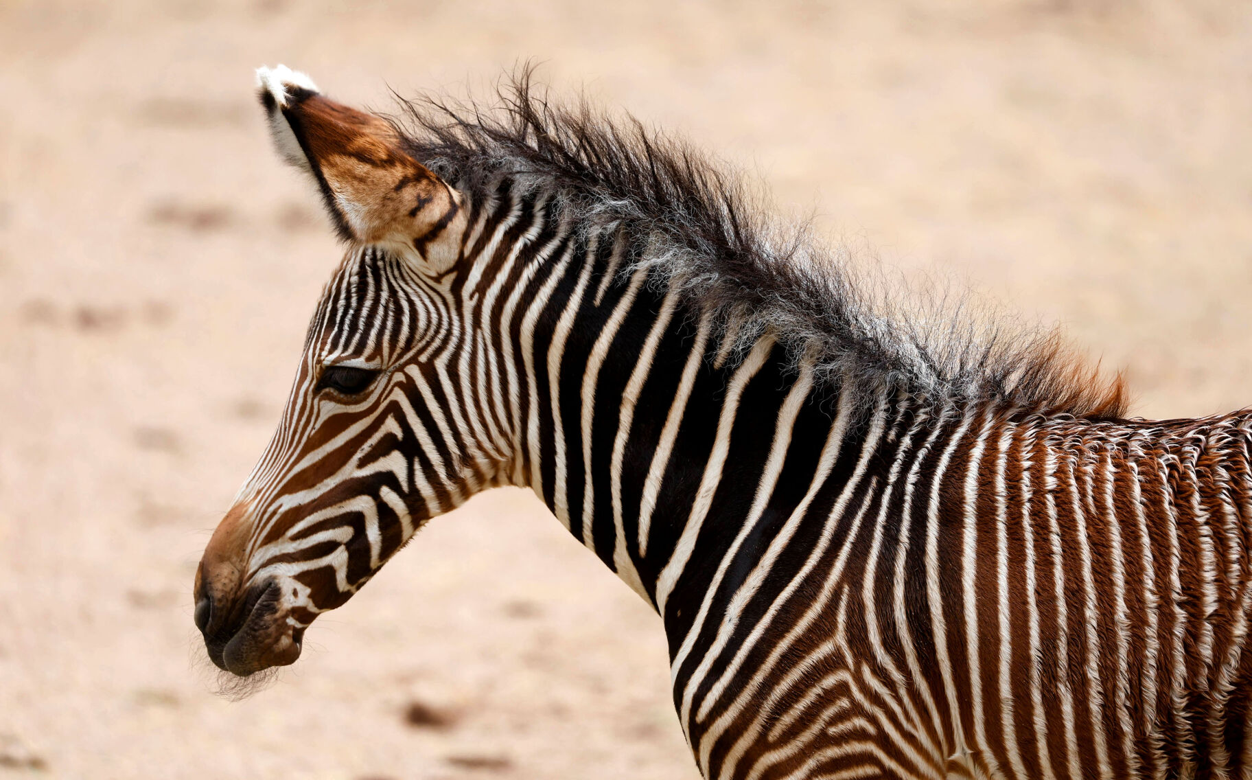 Confident, sassy, and a boon to her endangered species